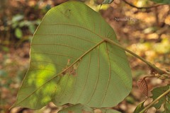 Macaranga indica